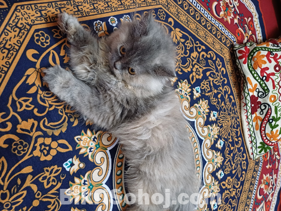 Traditional Pure blood Persian Kitten